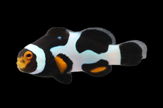 SINGLE Onyx Picasso Clownfish Ref# B6