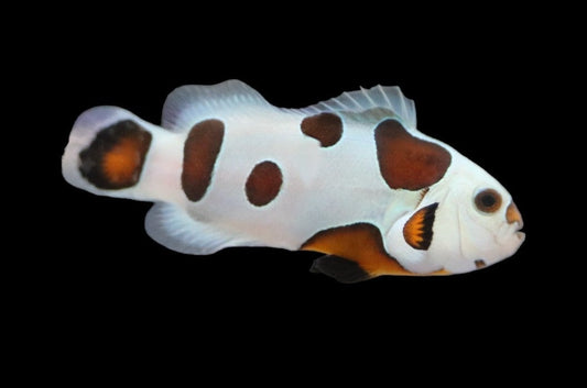 Single Mocha Super Storm Clownfish Ref# E6