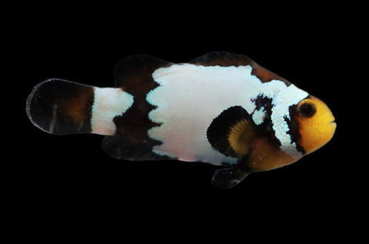 Single Premium Snowflake Clownfish Ref# E8