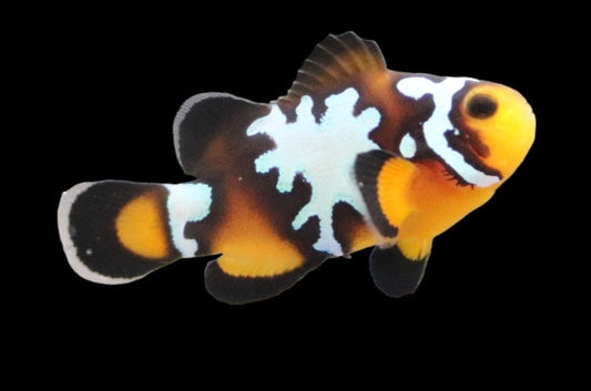 Single Jigsaw Snowflake Clownfish Ref# E9