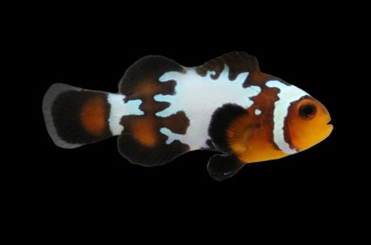 Single Jigsaw Snowflake Clownfish Ref# F9