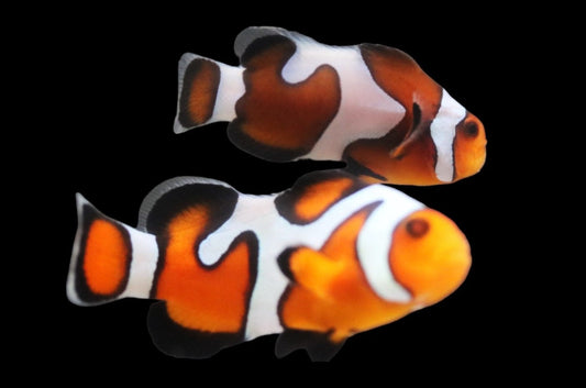 Davinci Clownfish Pair Ref# G9