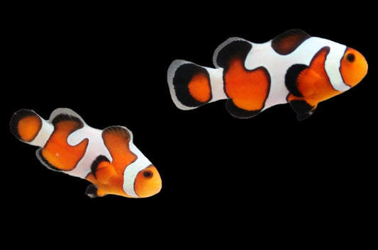 Davinci Clownfish Pair Ref# G12