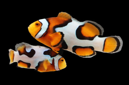 Onyx Picasso Clownfish Pair Ref A10