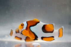 Premium Onyx Picasso Clownfish Pair Ref# A10