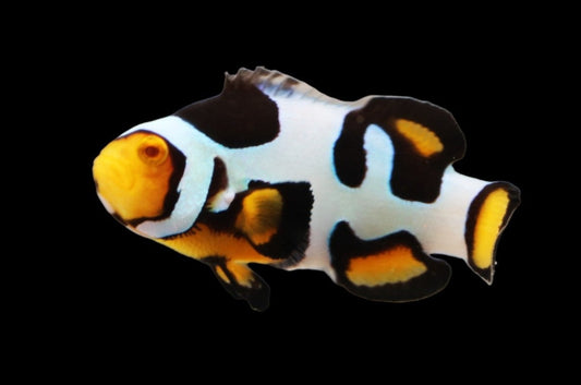 Single Extreme Onyx Picasso Clownfish Ref A11