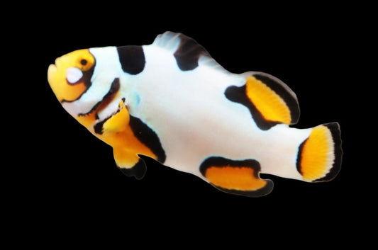 Single Extreme Onyx Picasso Clownfish Ref A12