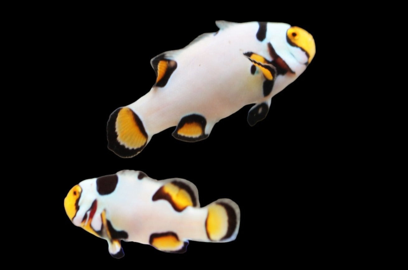 Extreme Onyx Picasso Clownfish Pair Ref A2