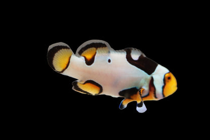 Extreme Onyx Picasso Clownfish Pair Ref A2