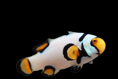 Extreme Onyx Picasso Clownfish Pair Ref A2