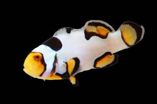 Extreme Onyx Picasso Clownfish Pair Ref# A2