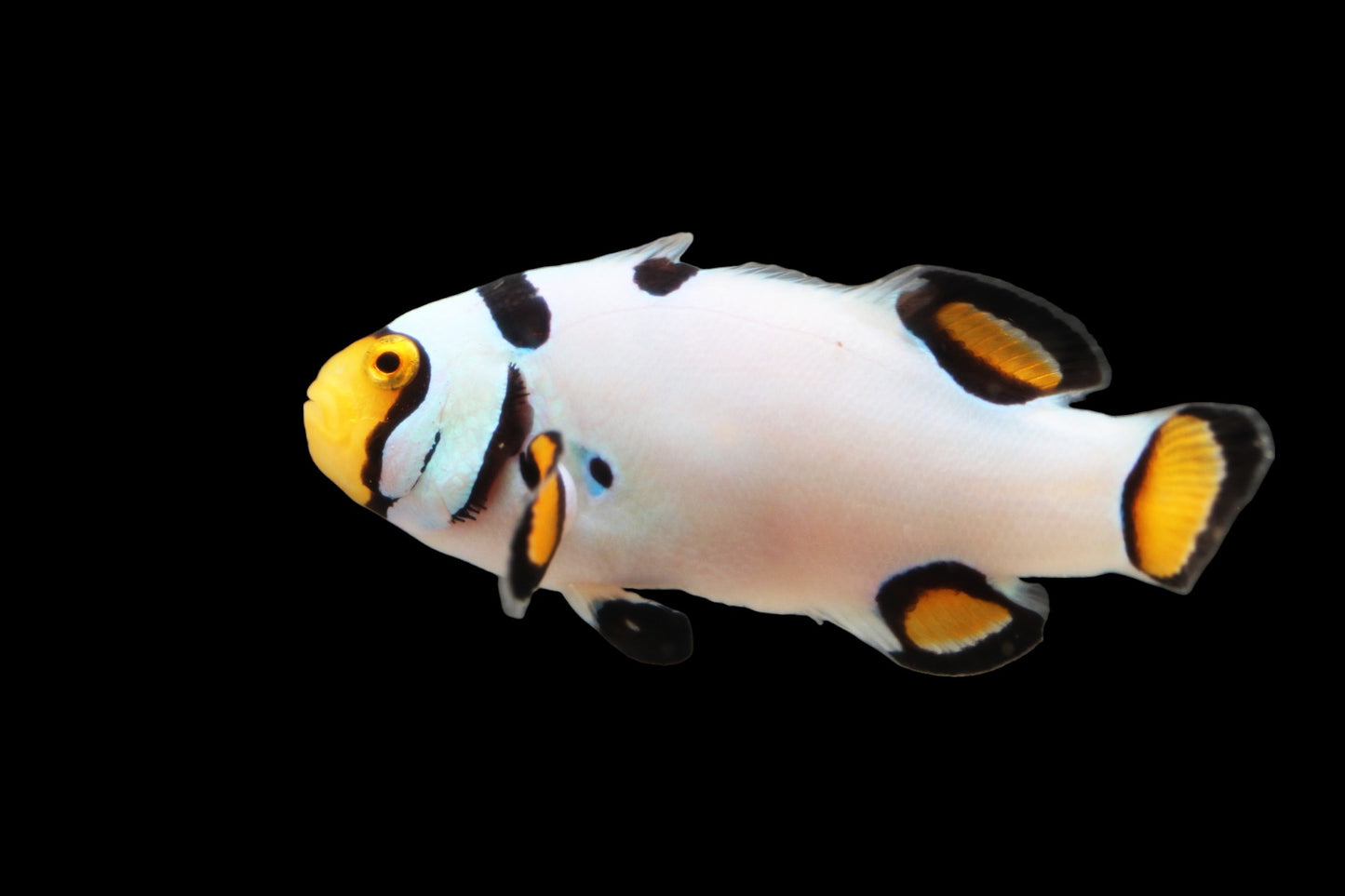 Extreme Onyx Picasso Clownfish Pair Ref A2