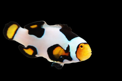 Extreme Onyx Picasso Clownfish Pair Ref A3
