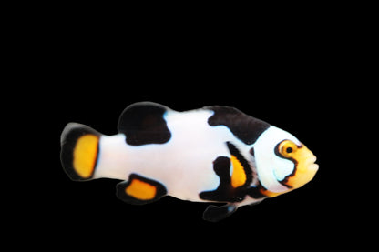 Extreme Onyx Picasso Clownfish Pair Ref A3