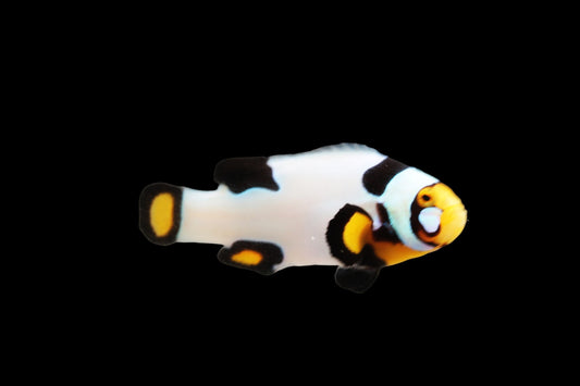 Single Extreme Onyx Picasso Clownfish Ref A4