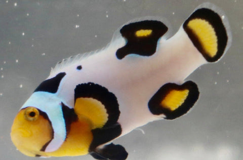 SINGLE Extreme Onyx Picasso Clownfish Ref# A4