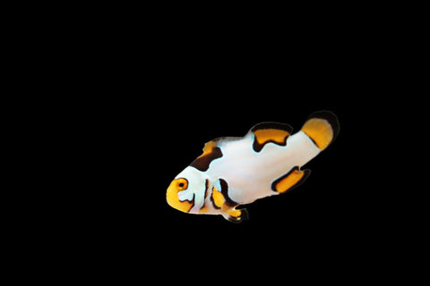 Extreme Onyx & Extreme Picasso Clownfish Pair Ref# A5
