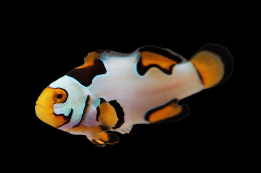 Single Extreme Picasso Clownfish Ref A5