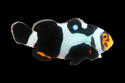 Single Jet Black Onyx Picasso Clownfish Ref A6