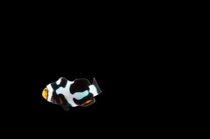 Single Jet Black Onyx Picasso Clownfish Ref A6