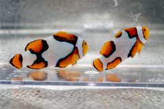 Premium Onyx Picasso Clownfish Pair Ref# A9