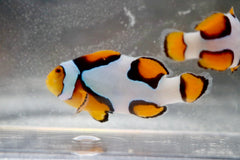 Premium Onyx Picasso Clownfish Pair Ref# A9