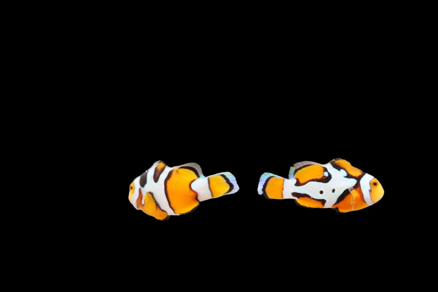 SINGLE Premium Onyx Picasso Clownfish Ref# B10
