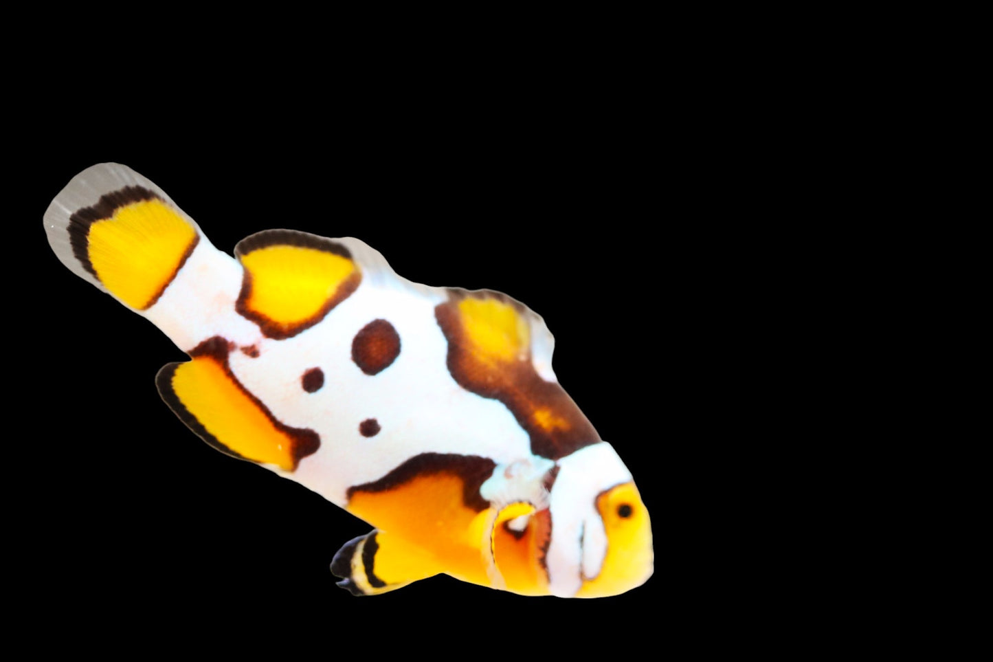 SINGLE Premium Onyx Picasso Clownfish Ref# B10