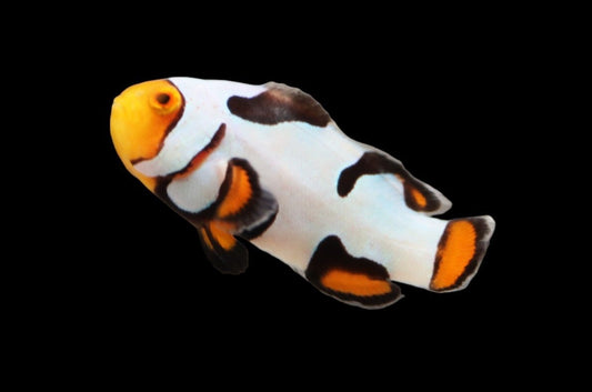 Single Extreme Onyx Picasso Clownfish Ref# B11