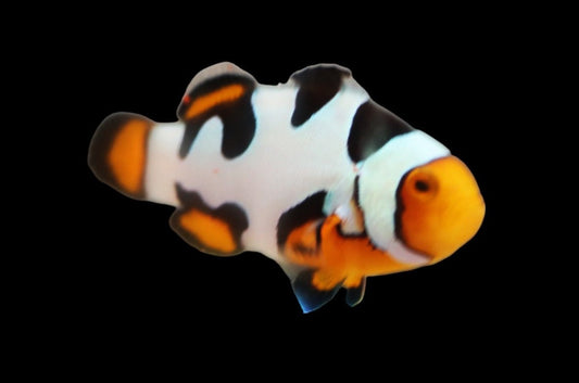 Single Extreme Onyx Picasso Clownfish Ref# B12