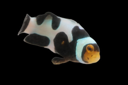 Single Jet Black Onyx Picasso Clownfish Ref B3