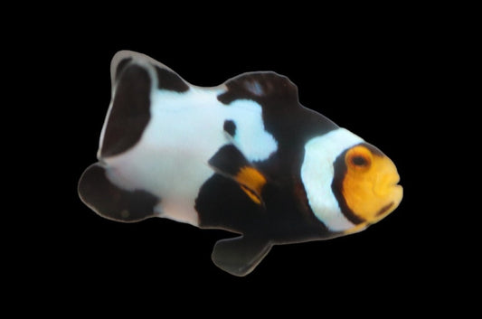Single Jet Black Onyx Picasso Clownfish Ref B6