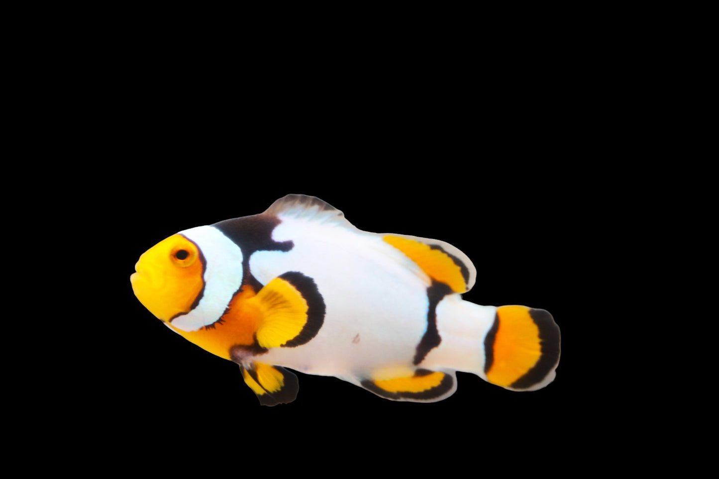 Extreme Onyx Picasso Clownfish Pair Ref# D1