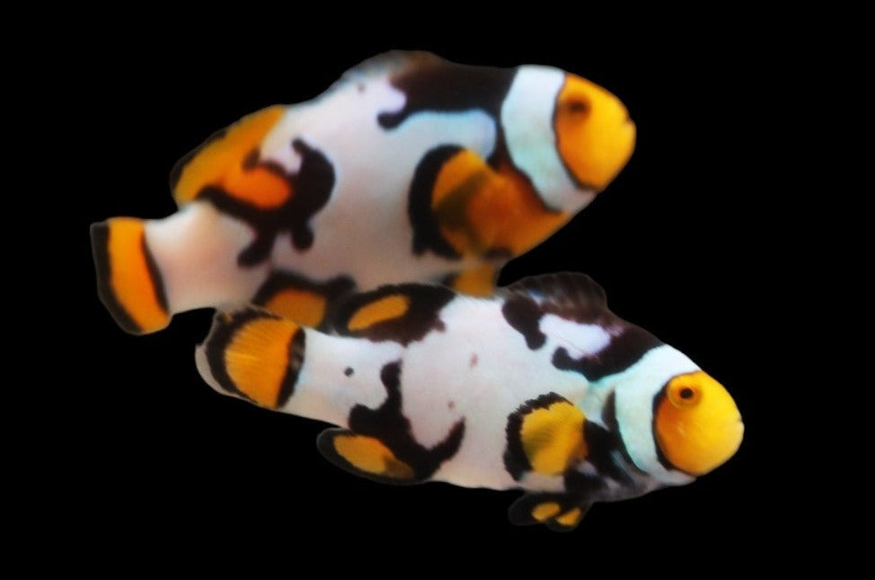 Extreme Onyx Picasso Clownfish Pair Ref# D1