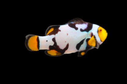 Extreme Onyx Picasso Clownfish Pair Ref# D1