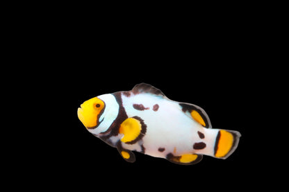 Extreme Onyx Picasso Clownfish Pair Ref# D1