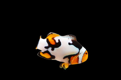 Extreme Onyx Picasso Clownfish Pair Ref# D1