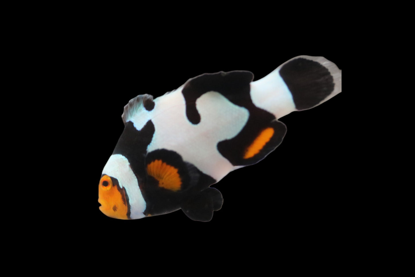 SINGLE Jet Black Onyx Picasso Clownfish Ref# B5