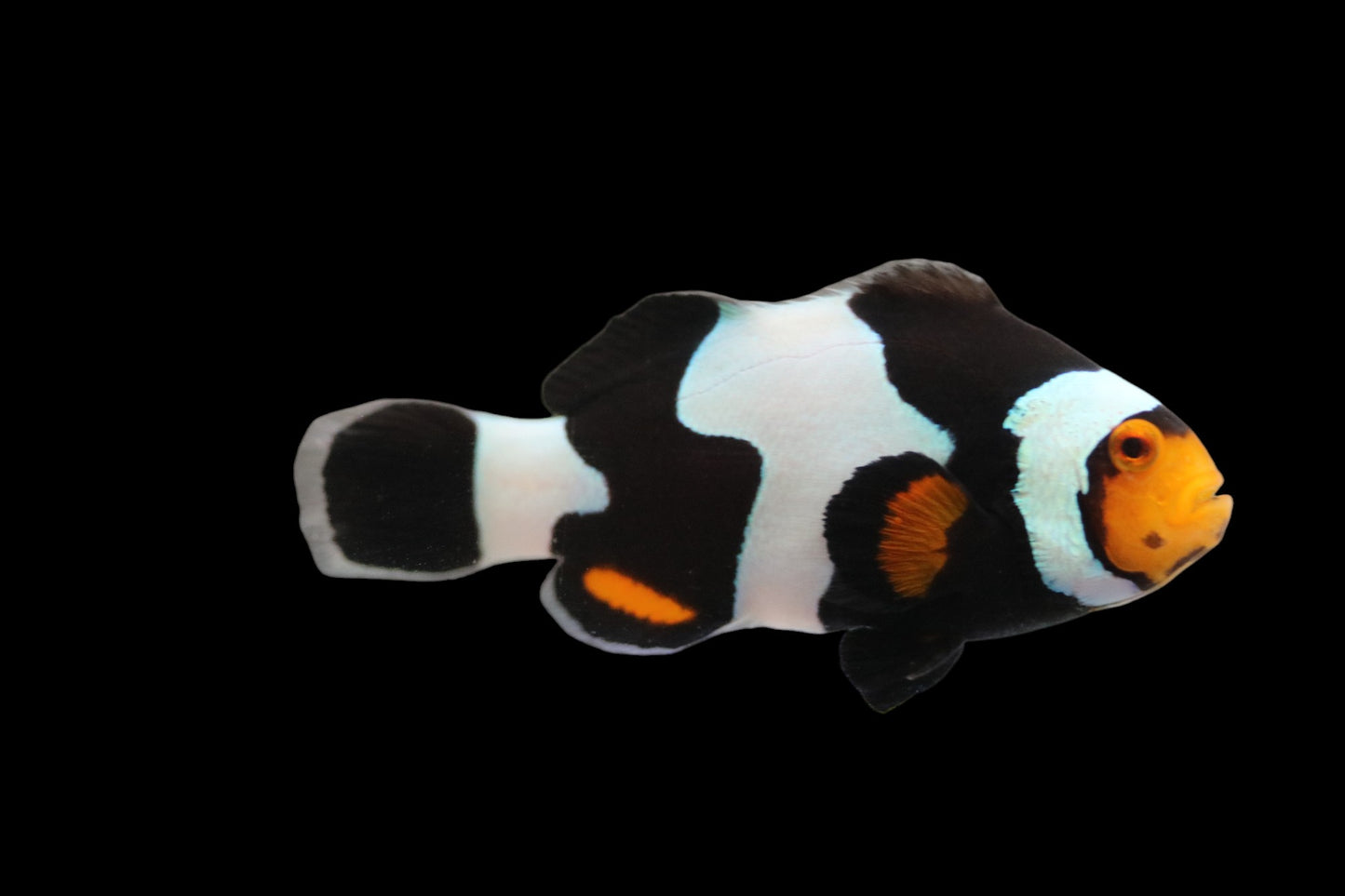 SINGLE Jet Black Onyx Picasso Clownfish Ref# B5