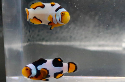 Extreme & Onyx Picasso Clownfish Pair Ref# A12