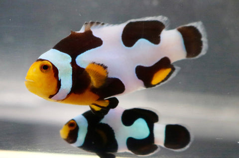 Onyx Picasso Clownfish Pair Ref# B4