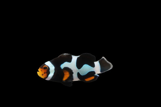 Extreme Picasso Clownfish Pair Ref# C6
