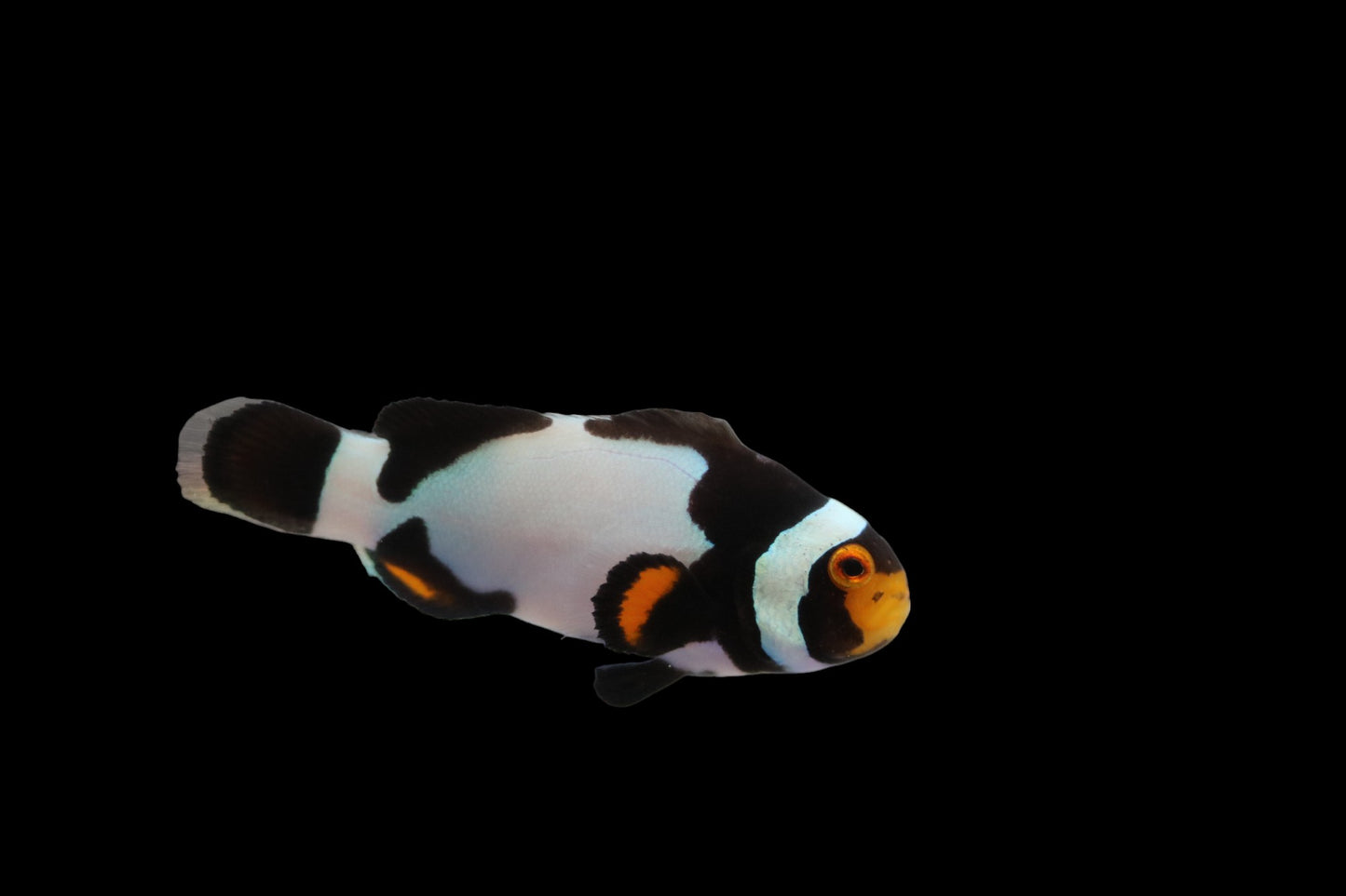 Single Jet Black Onyx Picasso Clownfish Ref# C7