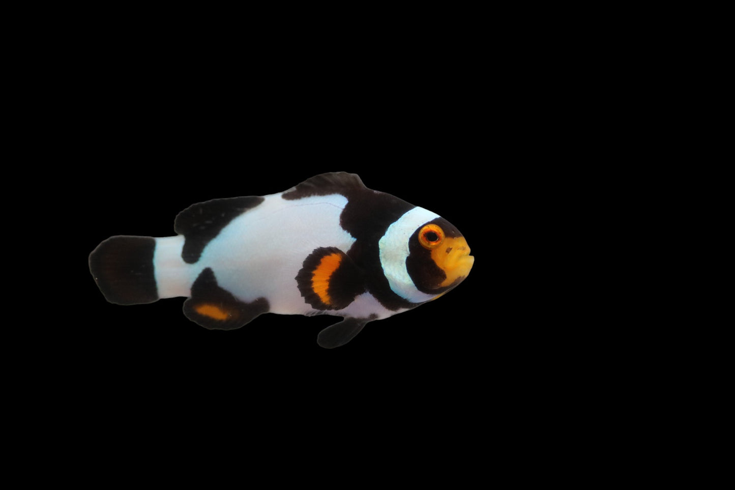 Single Jet Black Onyx Picasso Clownfish Ref# C7
