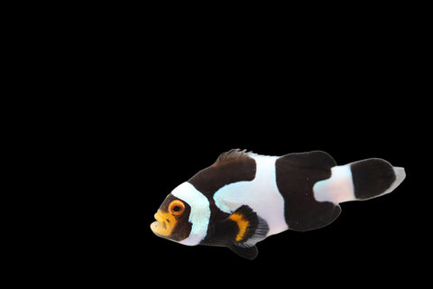 SINGLE Extreme Picasso Clownfish Ref# B10