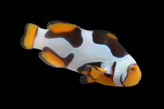 Single Extreme Onyx Picasso Clownfish Ref# C9