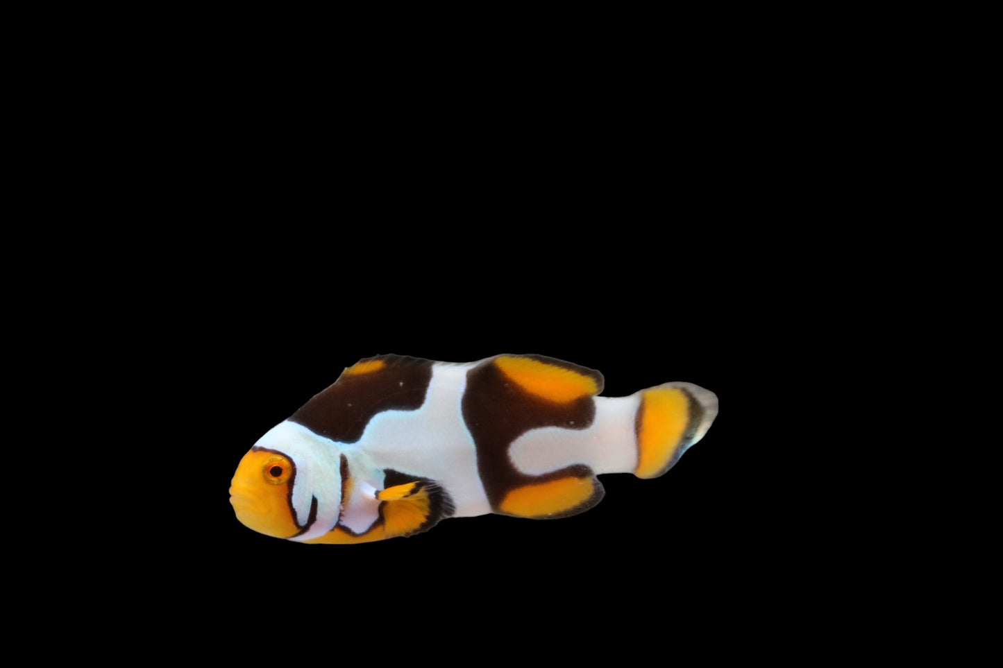 Single Extreme Onyx Picasso Clownfish Ref# C9