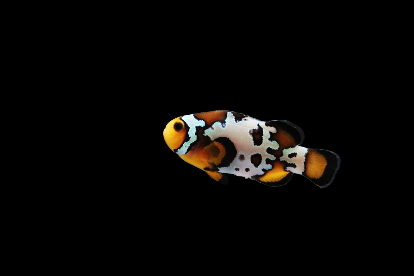 Single Bullet Hole Snowflake Clownfish Ref# E10