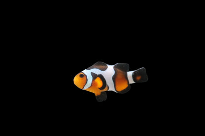 Single Black Fade Davinci Clownfish Ref# E11