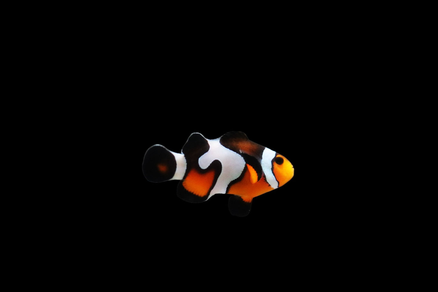 Single Black Fade Davinci Clownfish Ref# E11